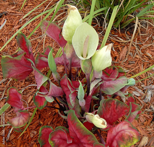 Caladium Plant with Multiple Spathes. A caladium displays its showy leaves and spathes in the summer. It's not a regular occurrence for them to produce a spathe, even more unusual to produce several. 
