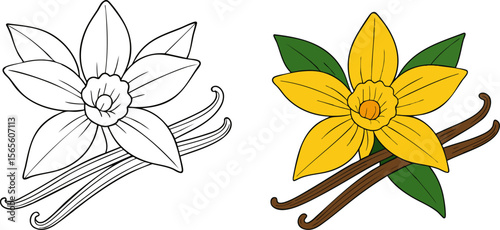 Flat Vector Vanilla Flower and Pods: Colored Illustration and Coloring Book Outline