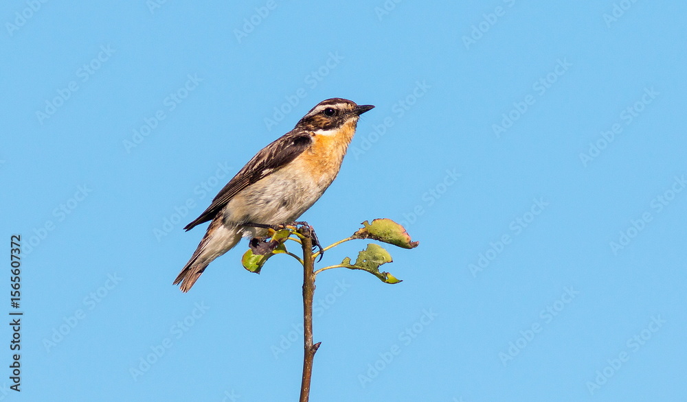 Fototapeta premium lilac breasted roller