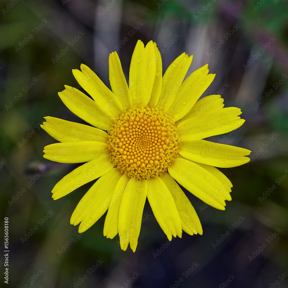 Obraz premium Corn Marigold Macro