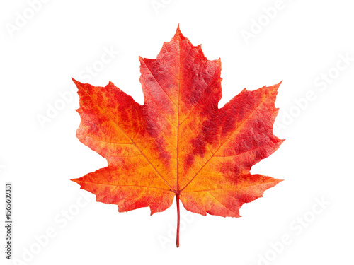 Vibrant red and orange autumn maple leaf isolated on black, Isolated On Transparent Background, Png