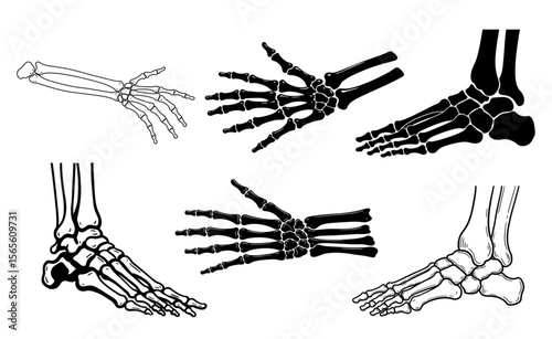 Anatomical bone structure featuring skeletal hand and foot designs for medical, educational, or artistic skeleton-themed graphic projects.