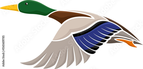 Vector illustration of a stylized flying mallard duck.