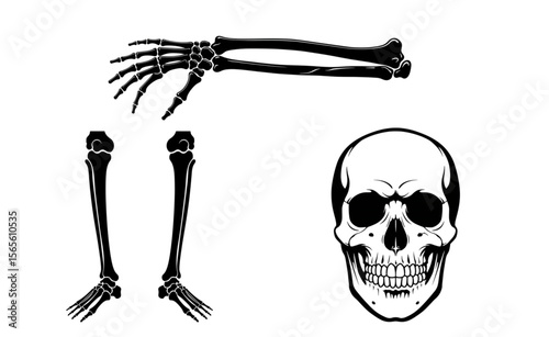 Detailed skeletal graphic featuring a skull, hand, and feet, suitable for anatomical studies or spooky Halloween designs.