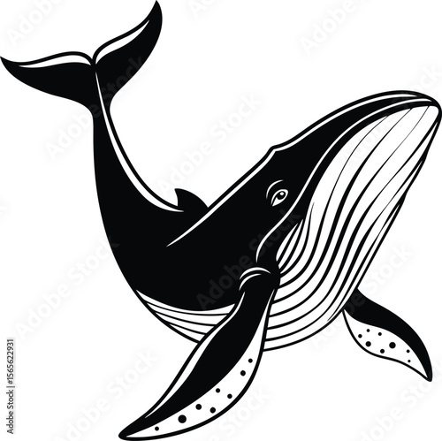 Stylized black and white humpback whale swimming gracefully with fins and tail spread wide silhouette .eps