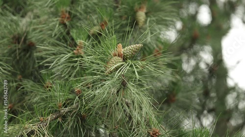 Closeup of new growth of the evergreen garden conifer plant pinus nigra . Pinus nigra, the Austrian pine or black pine