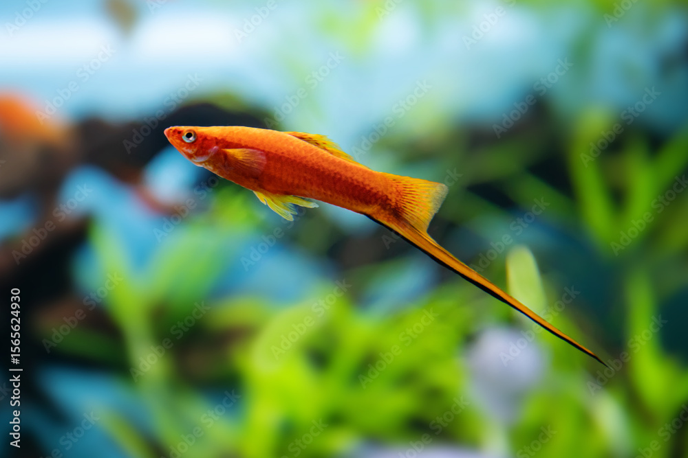 Obraz premium The red swordtail Xiphophorus hellerii Poeciliidae, male. Close-up freshwater tropical aquarium fish, shallow depth of field. Selective focus, defocused background.