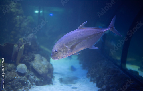 Caranx underwater in an aquarium. Caranx close-up. 
