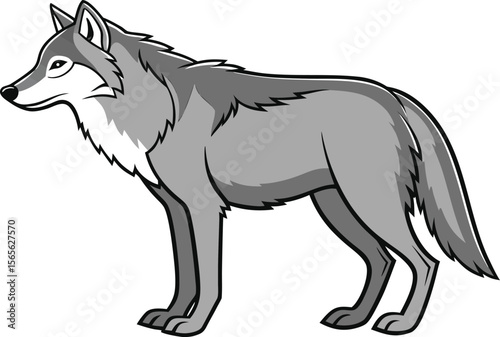 Cartoon grey wolf with black outline standing and looking forward vector illustration