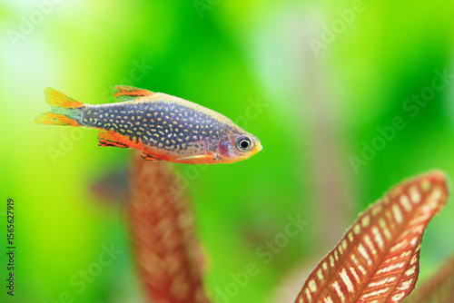 Rasbora galaxy Margaritatus, macro view celestial pearl danio aquarium fish. Selective focus. Shallow depth of field. Green red plants defocused background. 