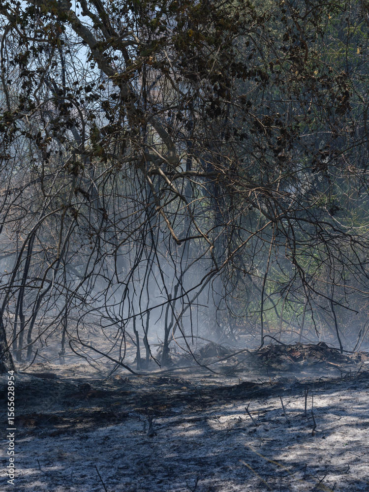 Fototapeta premium burned trees and dramatic landscape