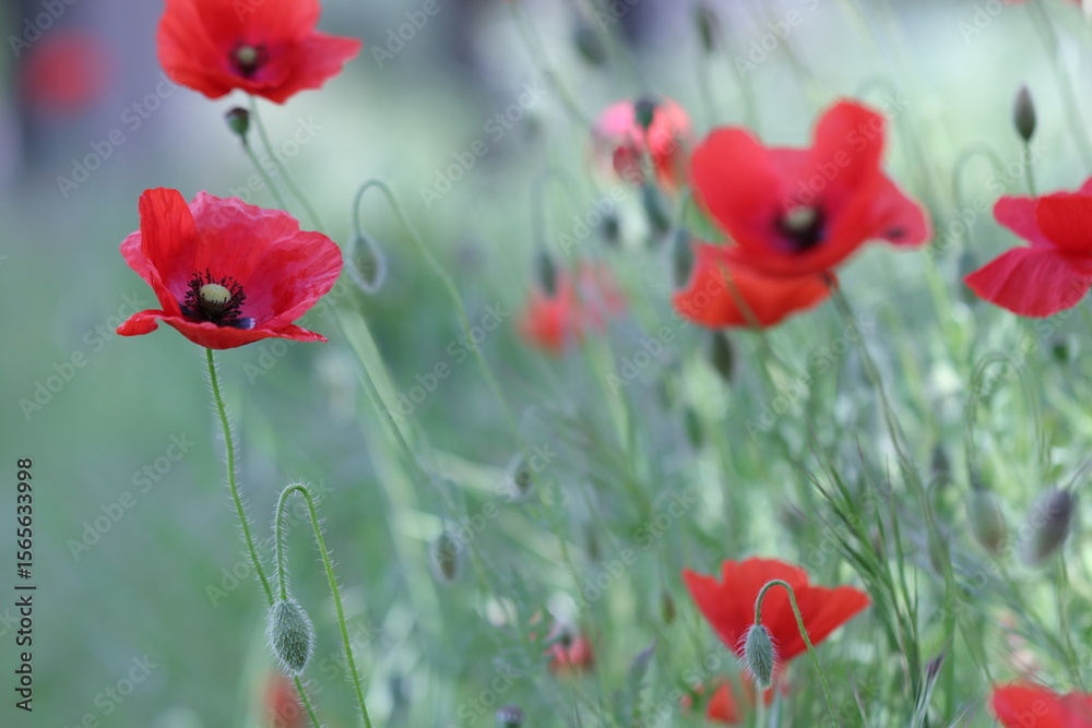 Fototapeta premium campo di papaveri in primavera