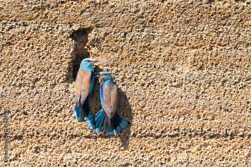 Two European Rollers Near Nest in the Wild
