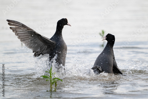 Coots Fighting Over Territory During Breeding Season