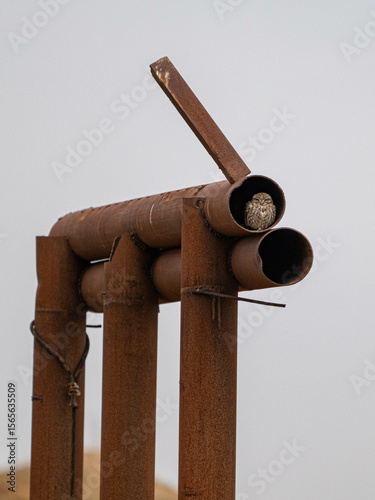 Little Owl Sitting in a Pipe in the Wild