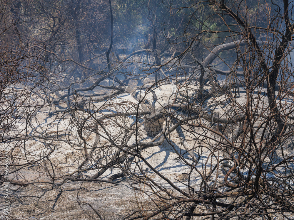 Obraz premium burned trees and dramatic landscape