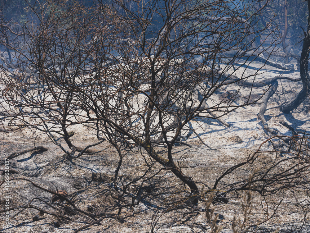 burned trees and dramatic landscape burned trees and dramatic landscape