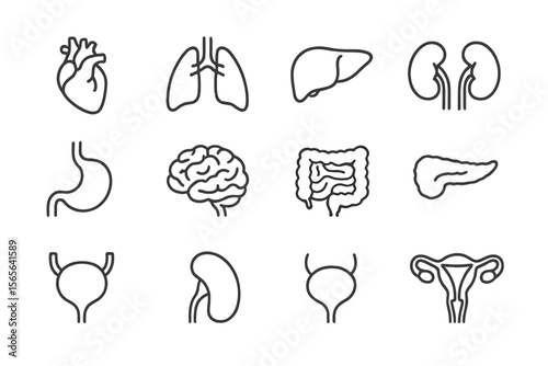 Highlighted digestive system with various human organ outlines and dark background