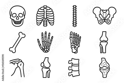 Outline illustrations of human skeletal system including skull and joints