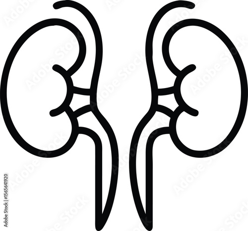 Human kidneys simple line art for medical or health illustration
