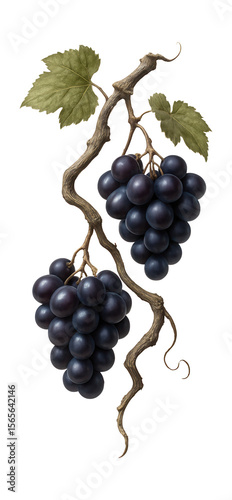 Ripened grapevine with twisted, woody stems and clusters of dark purple grapes