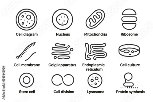Cell structure diagrams: nucleus, mitochondria, golgi apparatus, ribosome, lysosome