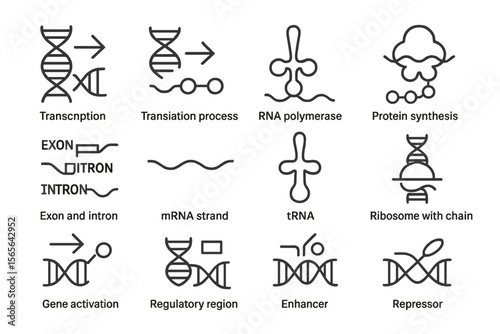 Diagram of genetic processes and components in cellular biology