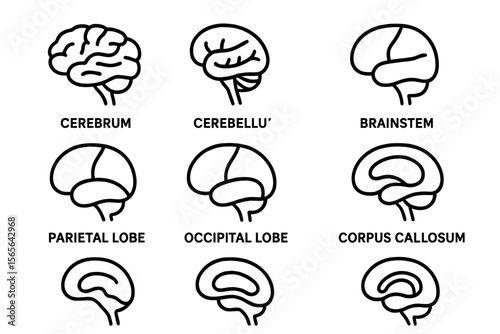 Diagram illustrating human brain sections and their functions