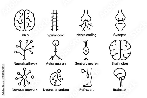 Diagram of nervous system components: brain, neurons, synapse, reflex, spinal cord