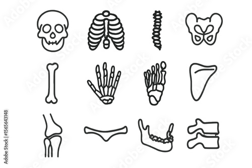 Illustrated human skeleton: bones, skull, ribcage, spine, pelvis, joints, anatomy