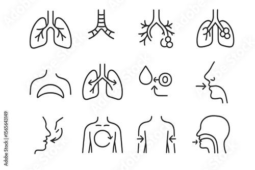 Diagram illustrating various human respiratory processes and lung functions