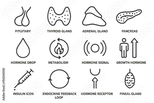 Endocrine system icons illustrating key glands and hormonal functions
