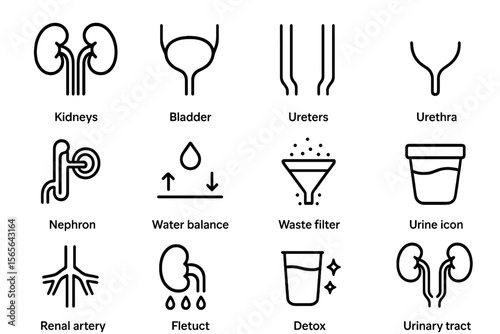 Urinary system icons: kidneys, bladder, urethra, nephron, water balance