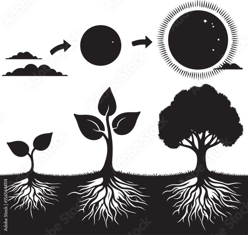 Tree Growth Silhouette – From Seedling to Mature Tree Minimal Vector