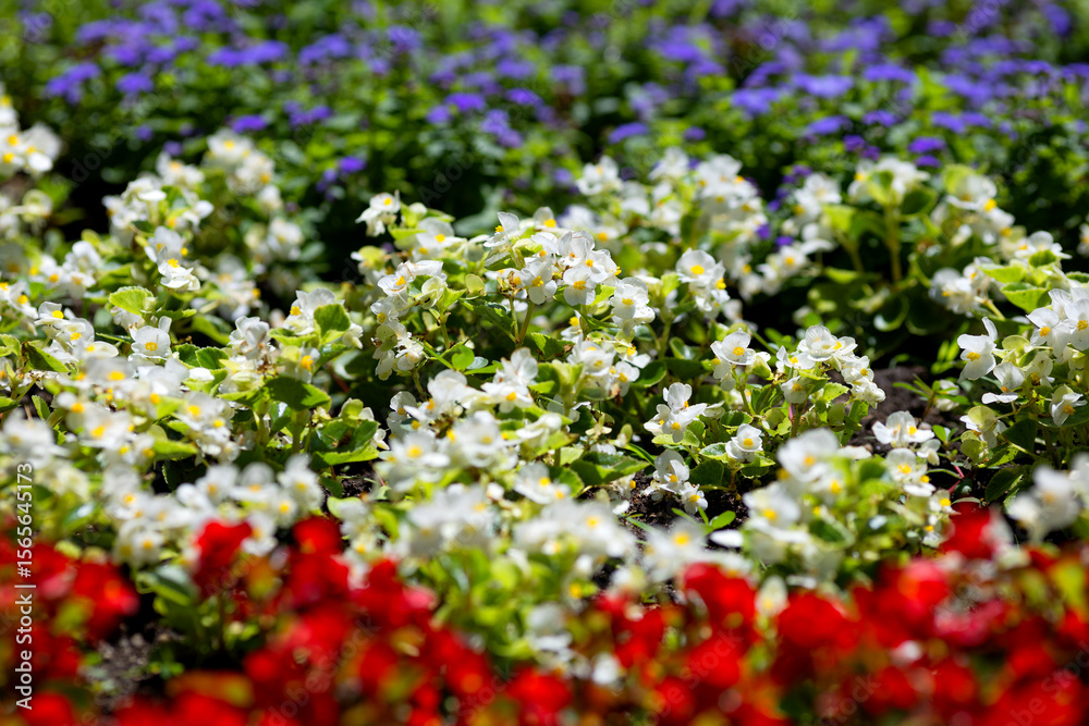 Obraz premium Begonia semperflorens flowers in a flowerbed