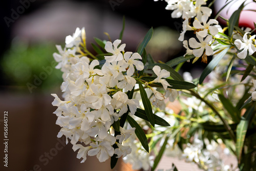 White oleander flowers in the park
