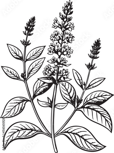 Chia plant Vector Illustration, Sketch Drawing Line Linear Symbol Icon Engraving Coloring Book, Hand-drawn Black and White Isolated