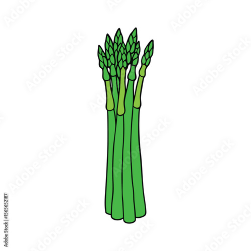 Fresh green asparagus spears clean veggie style Vector illustration