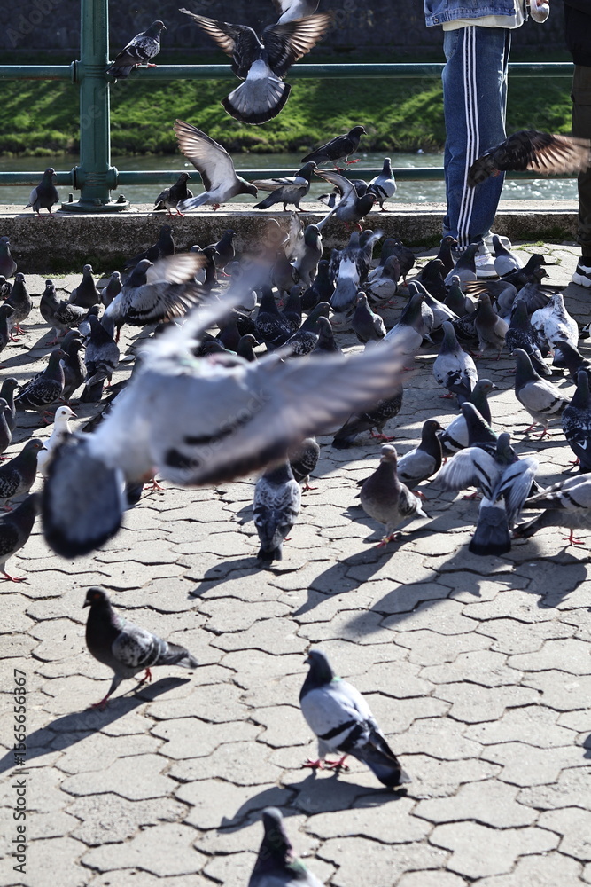 Fototapeta premium pigeons in the city