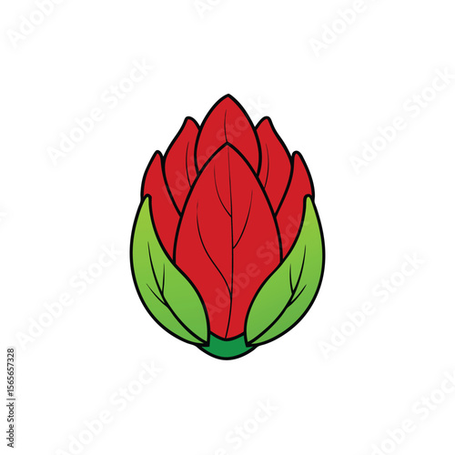 Bright red leafy radicchio head artistic flat Vector illustration