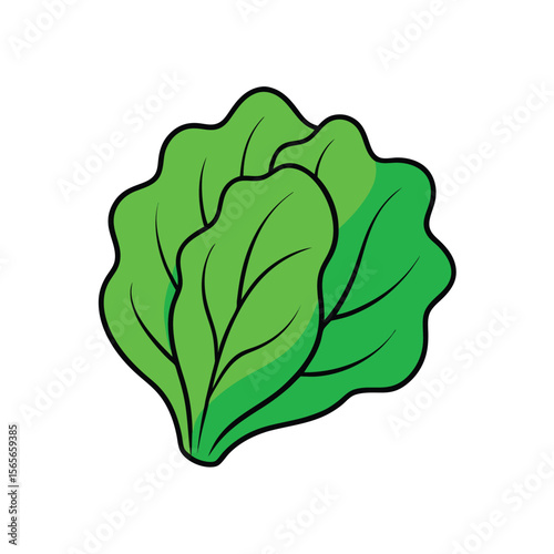 Green lettuce leaf curled design with fresh natural shape Vector illustration