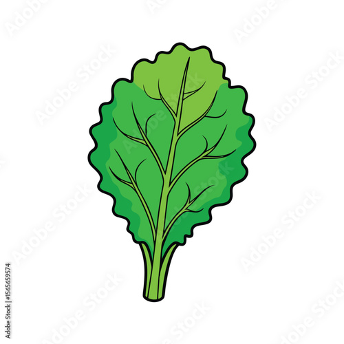 Detailed kale leaf veins fresh green flat healthy vegetable Vector illustration