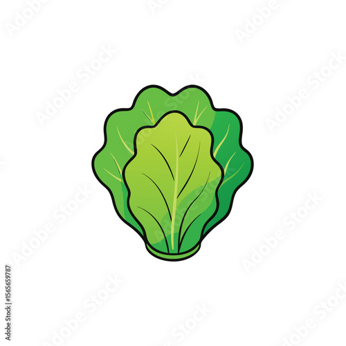Lettuce head fresh with soft shadows and layered leaves Vector illustration