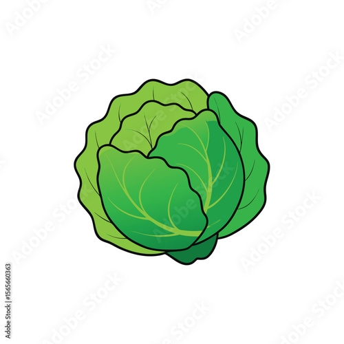 Green cabbage head fresh with detailed curly leaf layers Vector illustration