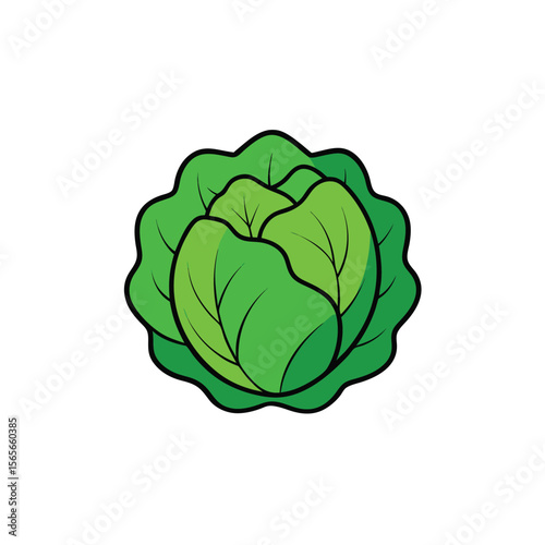 Fresh cabbage head with rich green layered leaves texture Vector illustration