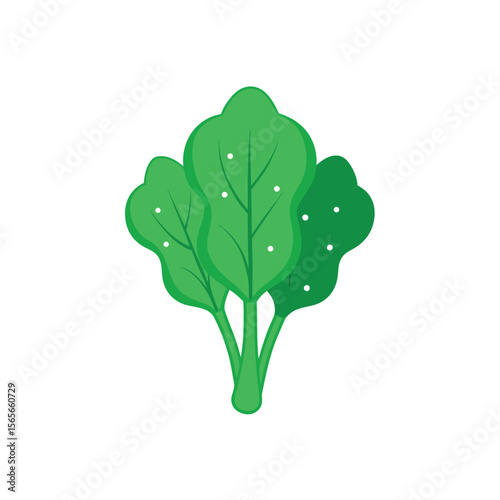 Green spinach bunch with dewdrops fresh leafy vegetable Vector illustration