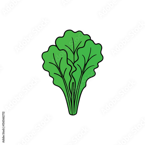 Curled kale leaves with rich green texture veggie vector layout Vector illustration