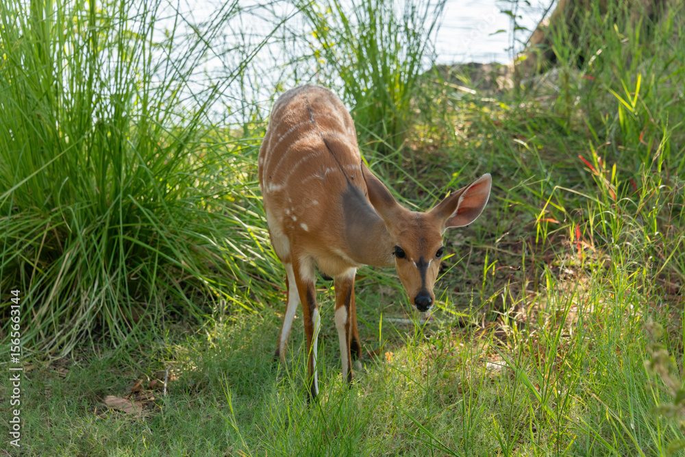 A cute female bushbuck (Tragelaphus sylvaticus), also known as a Cape bushbuck or imbabala, along the bank of the Chobe River, Botswana A cute female bushbuck (Tragelaphus sylvaticus), also known as a Cape bushbuck or imbabala, along the bank of the Chobe River, Botswana