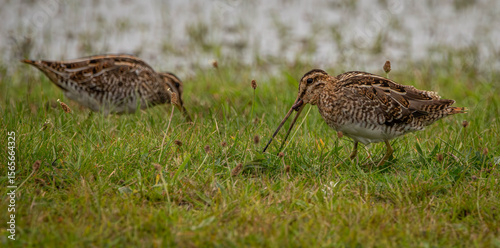 Photos Two common snipes foraging and eating earthworms on grass at Musselburgh lagoons