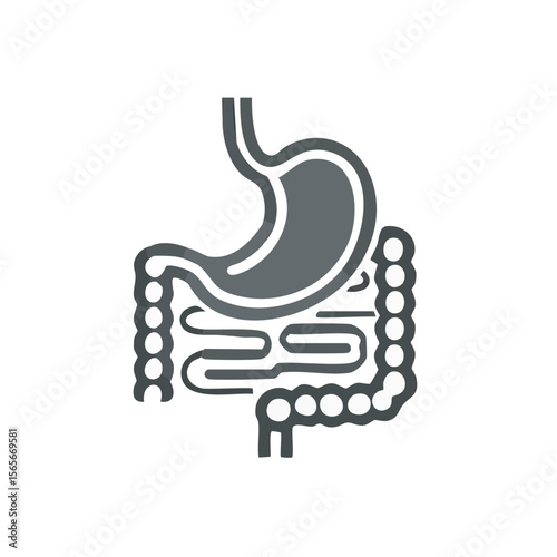 Illustration of Human Stomach and Intestines Showing Digestive System Anatomy